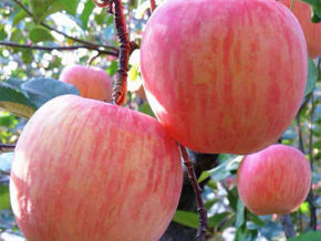 秋季蘋果的套袋管理技巧